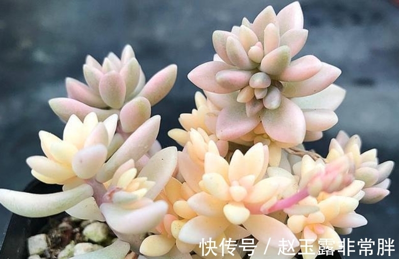 家中光照差别养8种多肉,它们容易变成“豆芽菜”,没有观赏价值