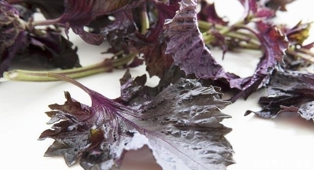 紫苏梅|农村的一种野草,孕妇吃安胎,放枕边助眠,泡水喝还能治感冒