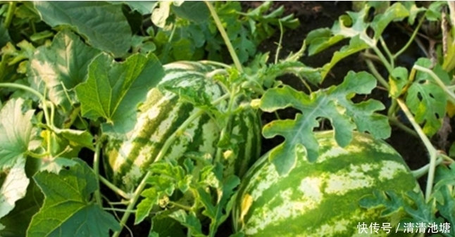 治疗|鼻炎犯了,鼻子堵塞、鼻涕多?用它们能治疗让你备受困扰的鼻炎!