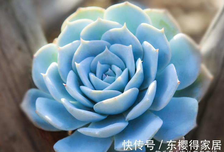 皮氏蓝石莲|多肉蓝鸟有薄叶和厚叶之分,不过养护方式差不多,夏天度夏也不难