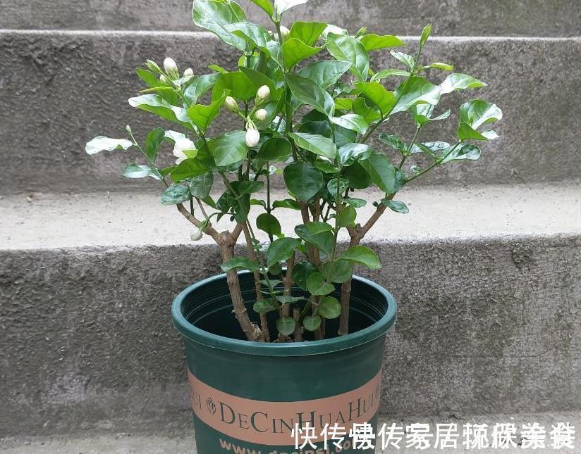自来水|茉莉花，天生就是“醋坛子”！夏季1个月浇3次，叶不黄开花旺