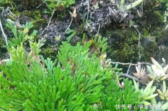 见到3种野草要挖回家，栽种在花盆里，堪称“活着的艺术品”！