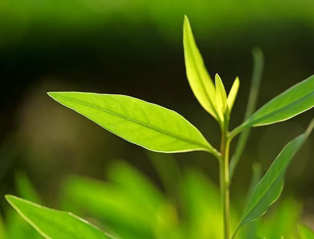 抹茶的世界你真的懂吗,走进其中,一起来看看吧