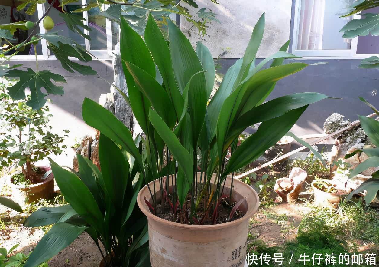 花肥|勿以恶小而为之!养花养成这7个坏习惯会出大问题