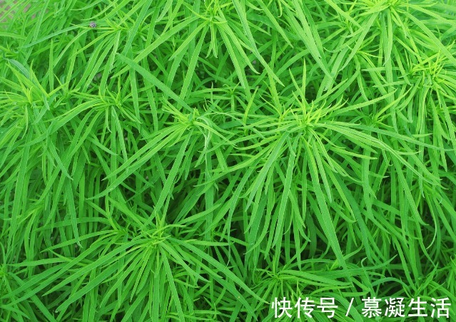 吃法|68种野菜图片,教你认识不同的野菜和吃法,你想要的野菜这里都有