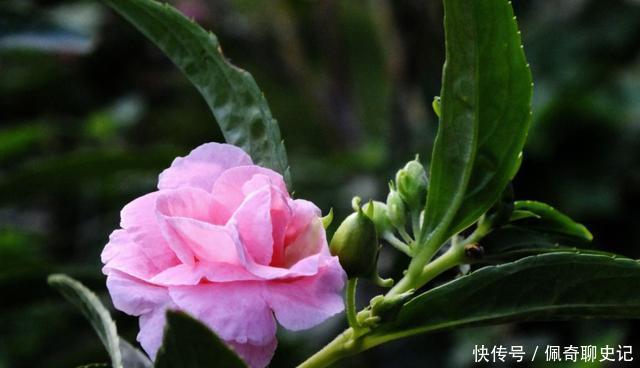 4种花是花中劳模,阳台变成小花园,家里充满色彩