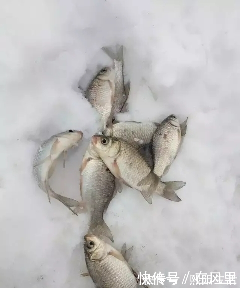 冬季钓鱼吃口太弱,这样自己做饵料,吃口强烈还能爆护
