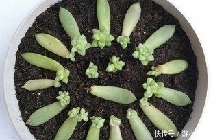 叶子|只需一片叶子就能长到“爆盆”的4种盆栽