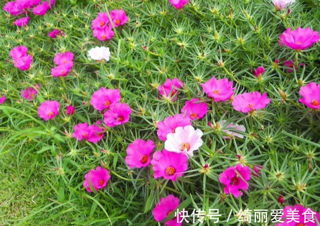 养花技巧:粗生粗养也能四季开花!少养1种都觉得亏了