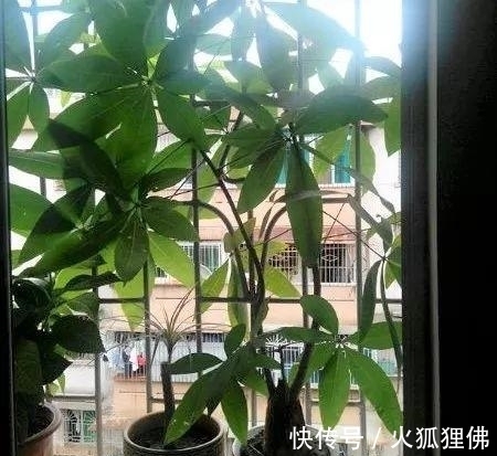 秋冬|秋冬发财树怎么养?知道这4点就够了,保证枝繁叶茂