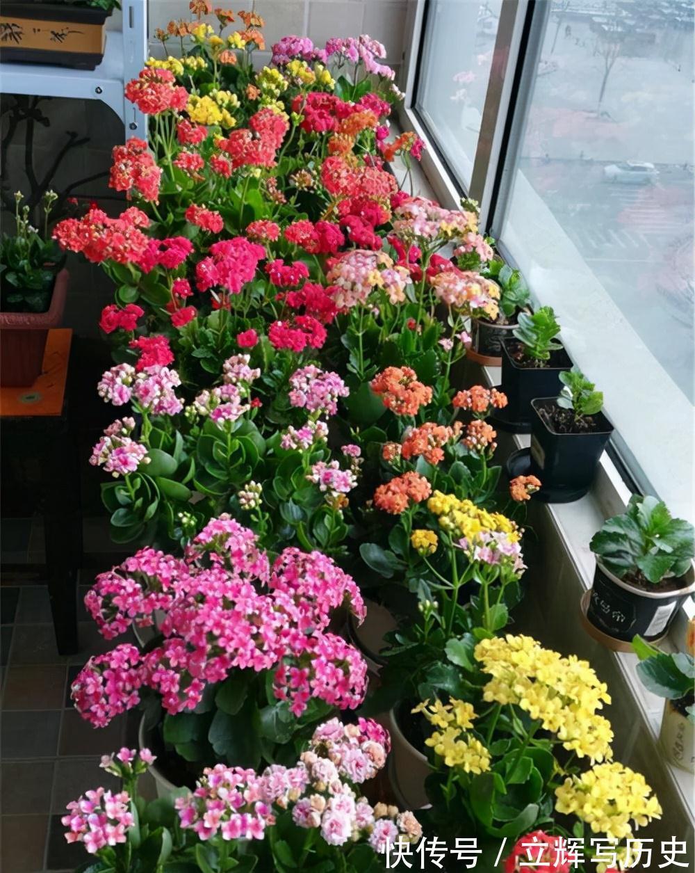 16种花被誉为冬日里的“开花机器”,喜欢就可以养起来,又美又香