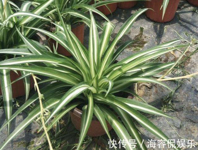 绿萝|什么营养剂、生根水，也不如“6粒它”，放盆底，花卉不缺营养！