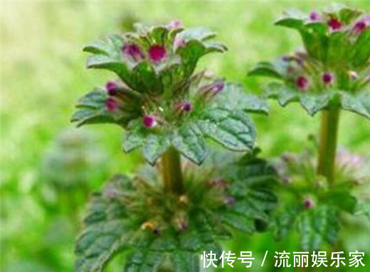 草本植物|在农村这种“接骨草”,不但好看能盆栽,其实还能治肝炎