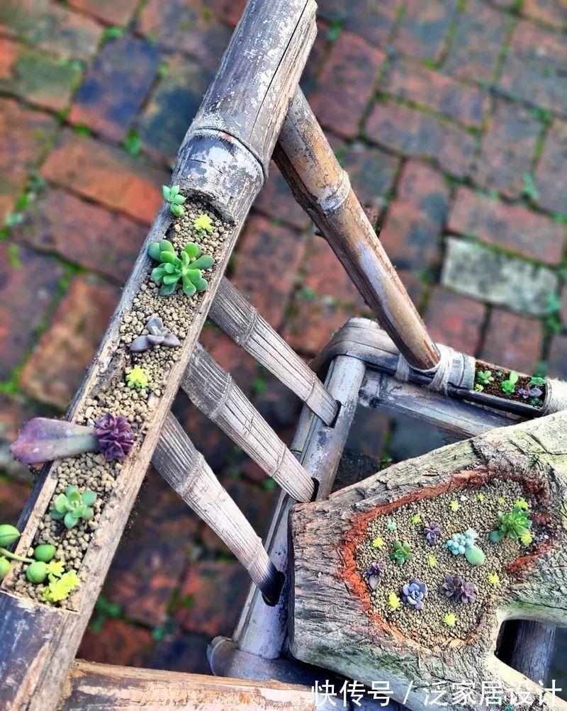 叶插|用葫芦种多肉，一养就是三年，邻居给钱都不卖