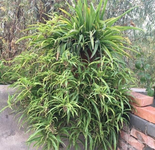 茎干|吊兰养出新花样,垂藤多如麻,如天女散花,还能养成独杆老桩子