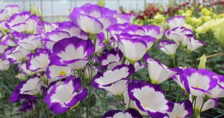 山茶花山茶花|6种花自带财运,好养易活不招虫,阳台开花变温馨小花园