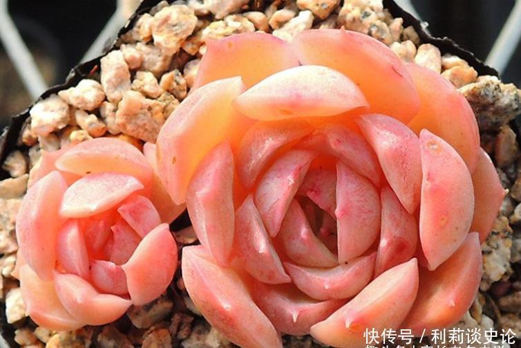 多肉昂斯诺开花基本上是没有花粉的，你知道其中的原因是什么吗？