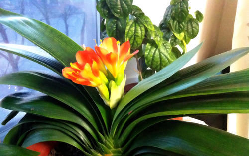 养花|最厉害的养花营养液给君子兰喝一勺,叶片油绿,秋凉早开花