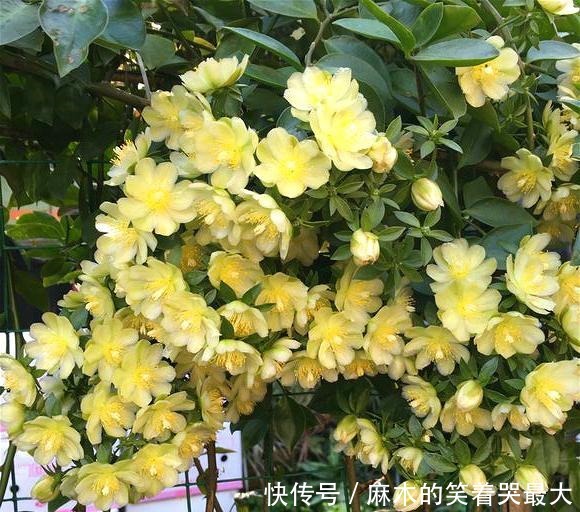 仙人球|开花仙气十足,香气浓烈,遇土就活,还被大家称为“嫁接神木”!