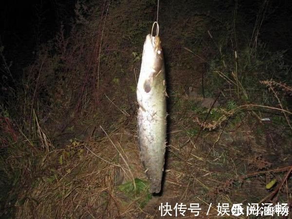 渔获|猪肝饵——野钓鲶鱼“必杀技”，灵活选用让鱼获最大化