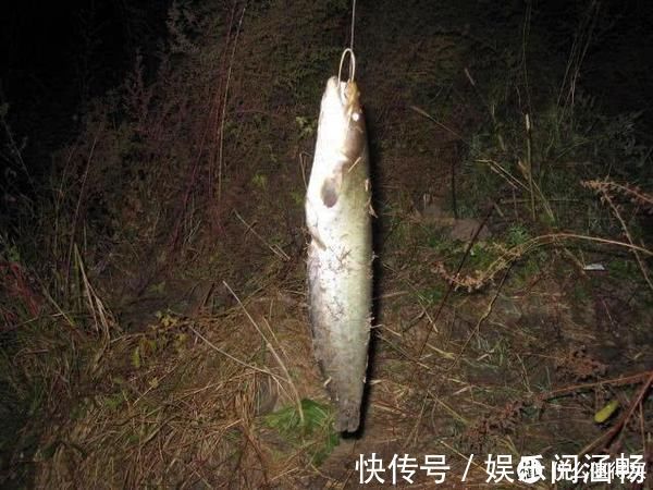 猪肝饵——野钓鲶鱼“必杀技”,灵活选用让鱼获最大化
