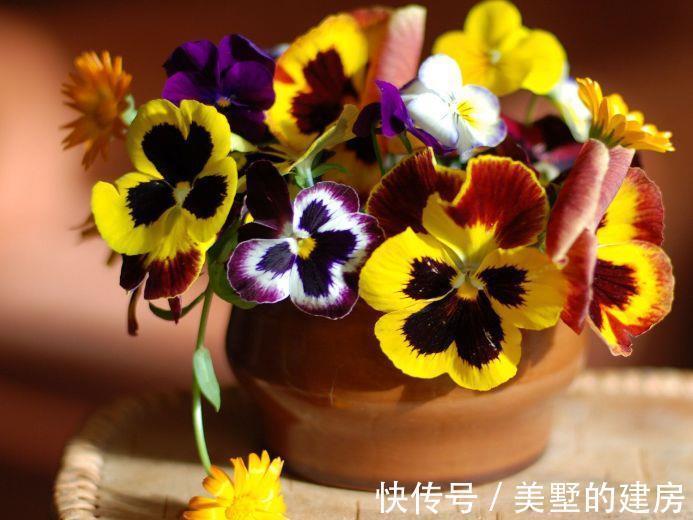 阳台上|农历8月5日开始,养这几款植物,养家里赏心悦目,常年开花不断