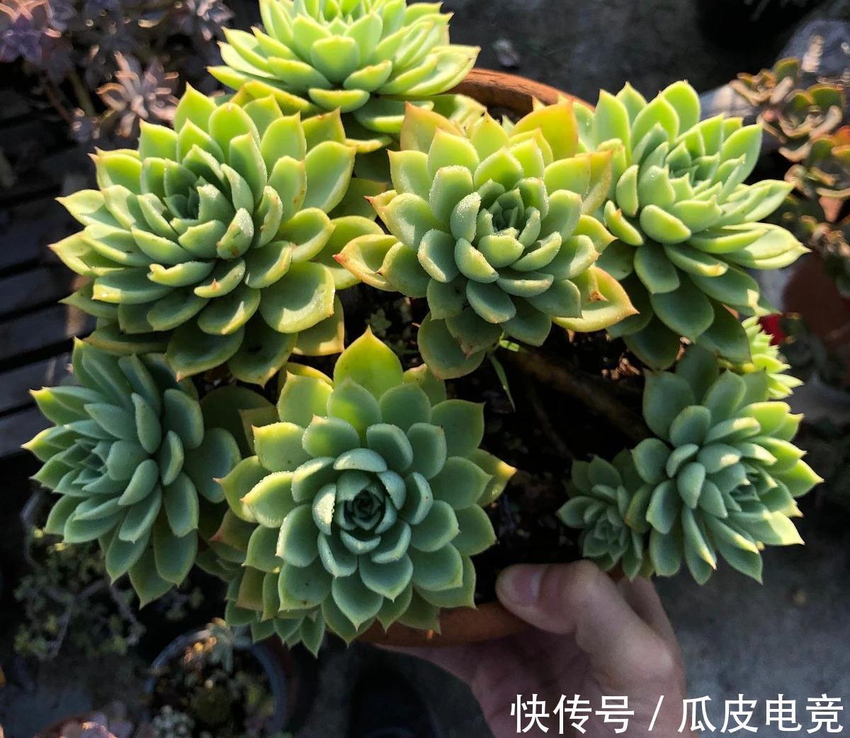 养多肉植物,注意三细节,轻松养成小胖墩,邻居看来都羡慕
