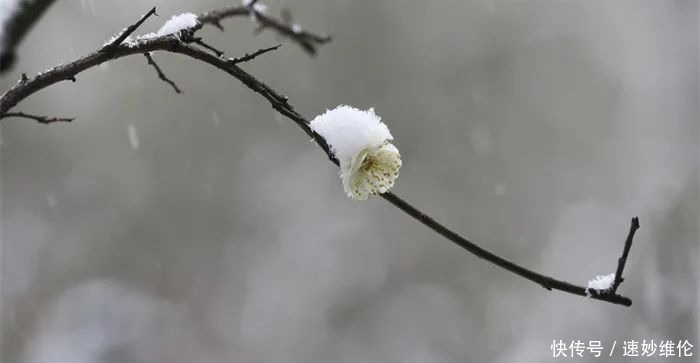 暗香疏影，踏雪寻梅