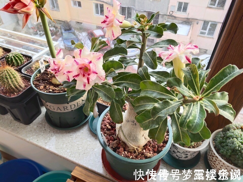 沙漠玫瑰|家里养6种花,把水浇得勤快了,容易烂根、黄叶,需要当心