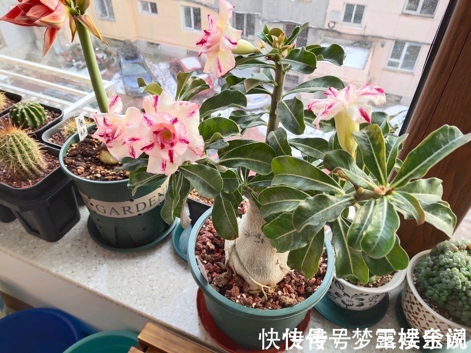 沙漠玫瑰|家里养6种花，把水浇得勤快了，容易烂根、黄叶，需要当心