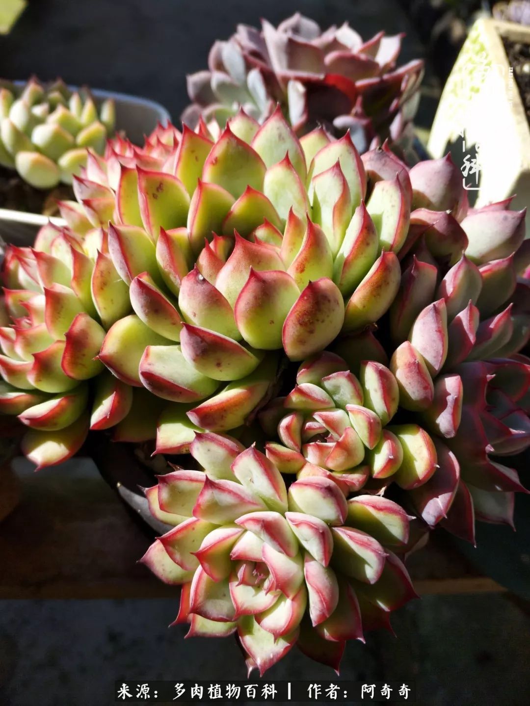 静心养多肉，只是为了在成人的世界里随波不逐流！