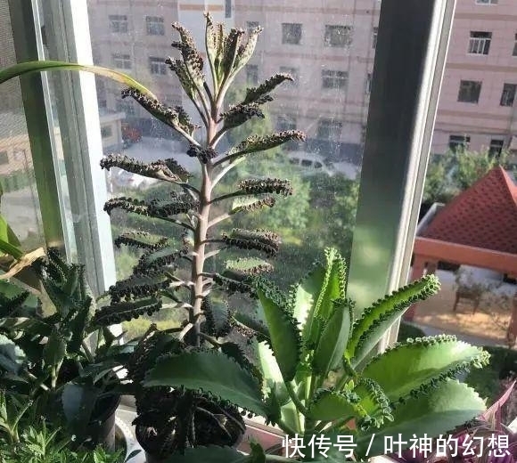 长寿花|养几棵不死鸟,长大后留着嫁接,嫁接长寿花,开花数量翻倍