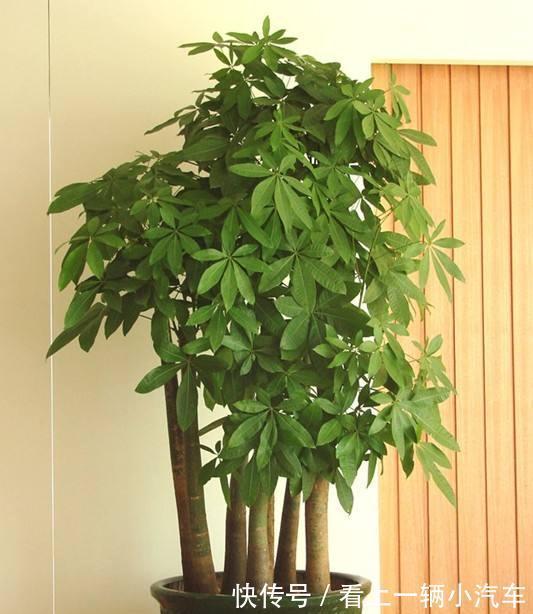 浇水|发财树叶子下于垂是什么原因