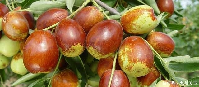 食物|这5种天然“防晒”食物，女人早晚吃一吃，比防晒霜实惠