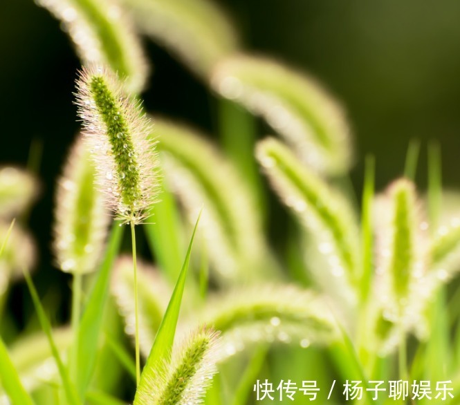 此花常被人拿来喂羊，简单而平凡却充满敬意，被称为暗恋之花