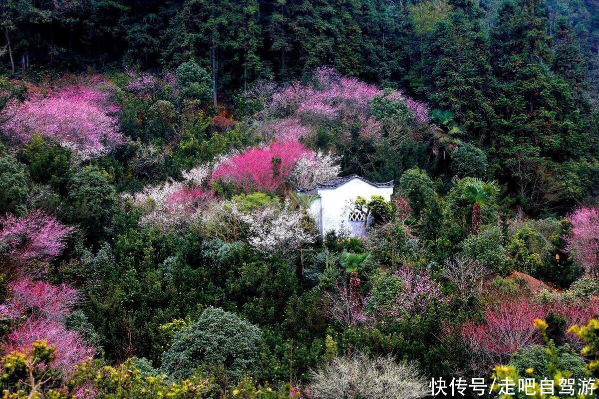 古村落|卖花渔村，只卖花不打渔的千年古村落，私藏了万亩的粉红梅花海