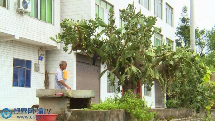 垫江奇仙人掌20年长成3米大树年年挂满上千个仙人果