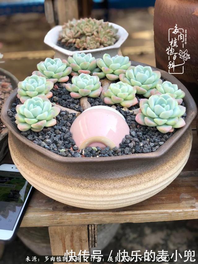 多肉,一位来自神奇大自然的良师益友!