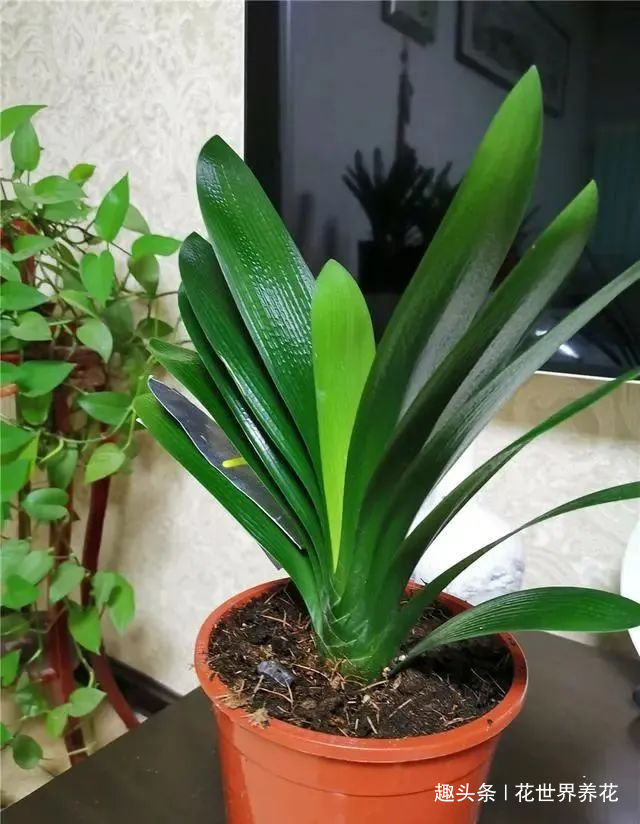 养君子兰,摆放有讲究,错放4位置,叶片发黄打蔫长不好!