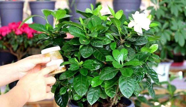 12月花市买到栀子花,掌握浇水技巧,才能叶绿根壮,满头花苞全开