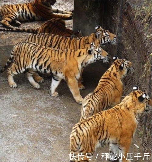 当代|当代武松陈耆芳:65岁组队打虎,7年打死138只,他是如何做到的?