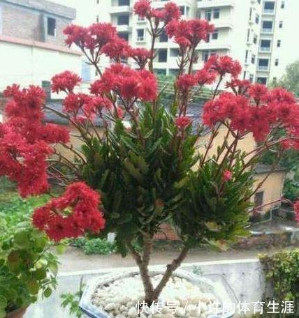 花盆|长寿花这样养,一年就能养成老桩