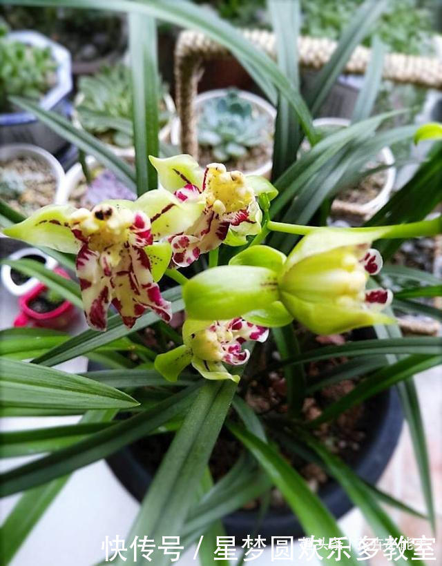 这款兰花人称“活香水”,一年四季香满屋,花瓣以奇、雅而闻名