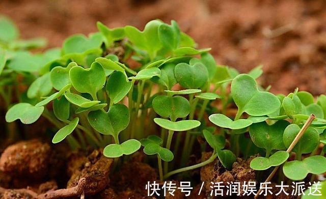 阳台|婆婆在阳台种“高钙菜”,15天摘“1篮子”,口感爽脆能“减肥