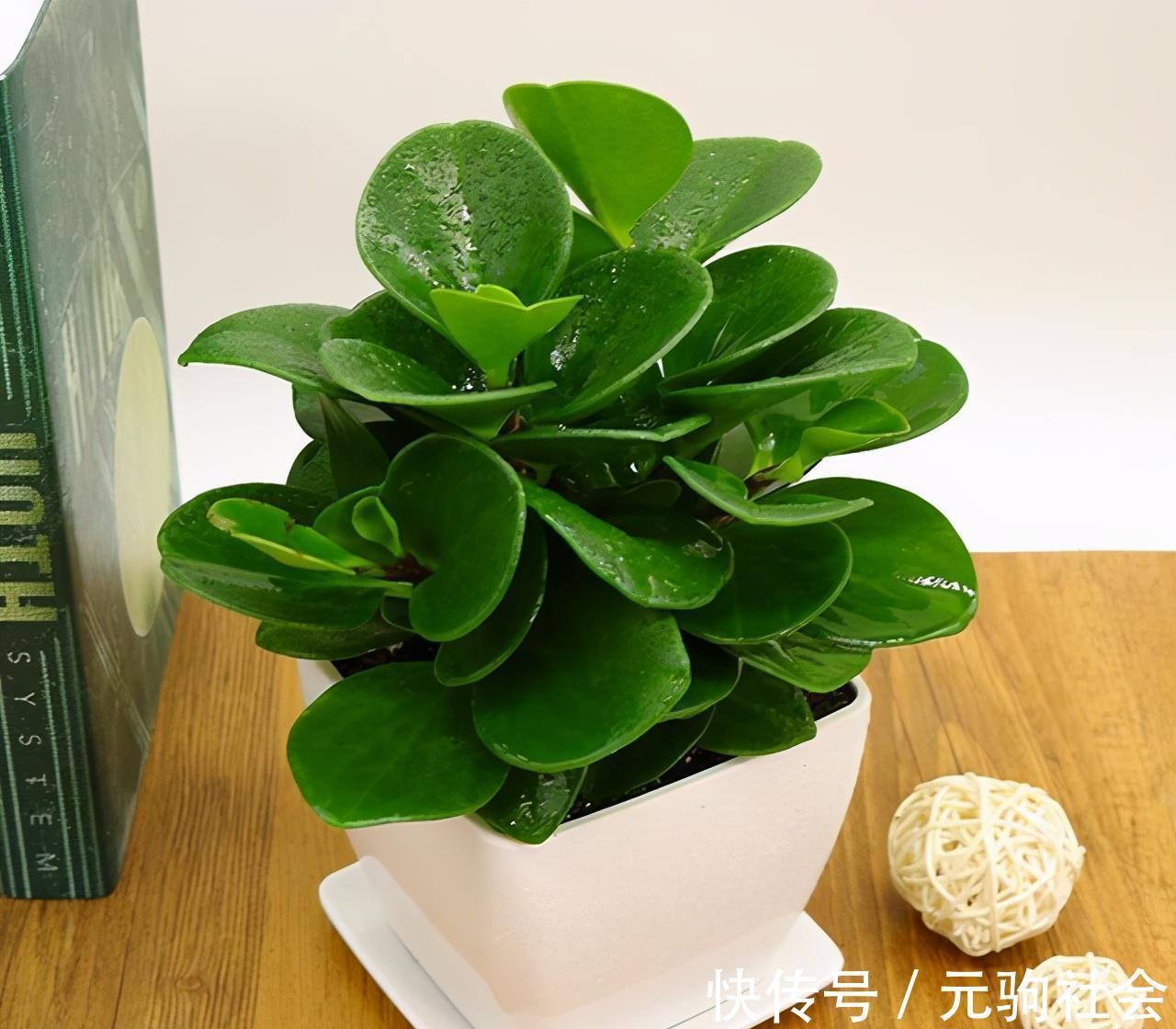 虎皮兰|谁说养花难?4种“泼辣花”,扔在土里就生根,繁殖一片小崽子