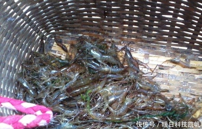 钓鱼界|这东西河边就有，钓鱼效果绝佳，蚯蚓或“地位不保”