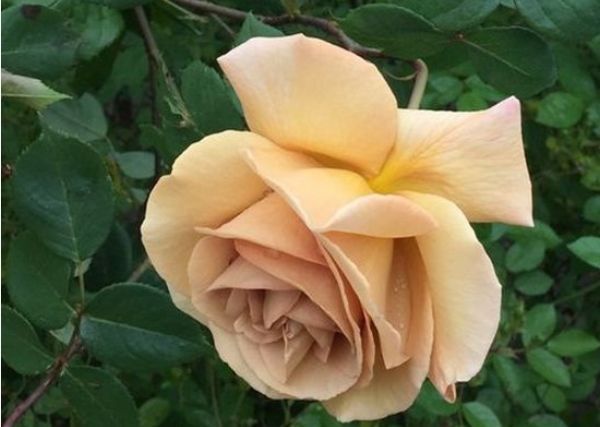 喜欢菊花，不如养盆“精品玫瑰”黄油硬糖，娇羞艳丽，暖色怡人