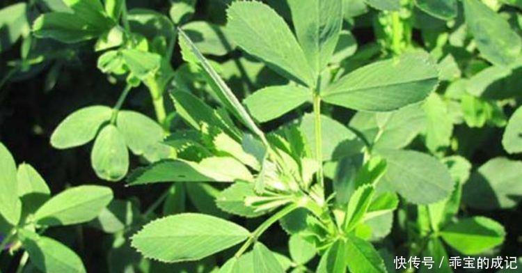 年轻|女人若雌激素断流,可以多吃3种食物补充雌激素,越吃越年轻