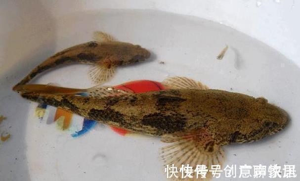 趴地虎|5种“逐渐消失”的小鱼,过去被嫌弃少人吃,如今却“价值不菲”