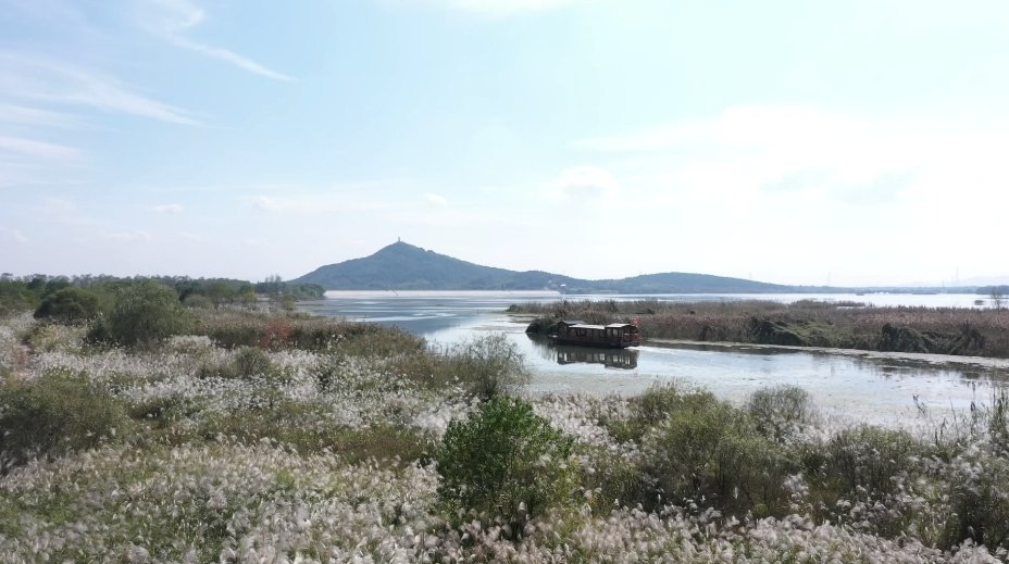 琵琶鹭|长兴：首批候鸟抵达仙山湖 较往年提前十余天